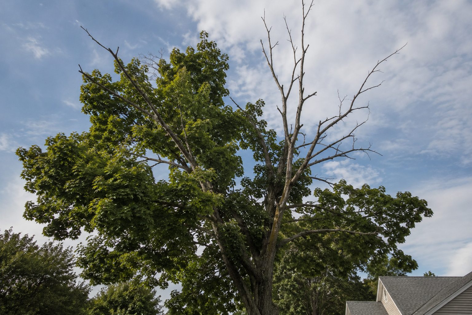 Signs a tree needs trimming: dead gray branches standing out in a green maple crown Signs a tree needs trimming: dead gray branches standing out in a green maple crown