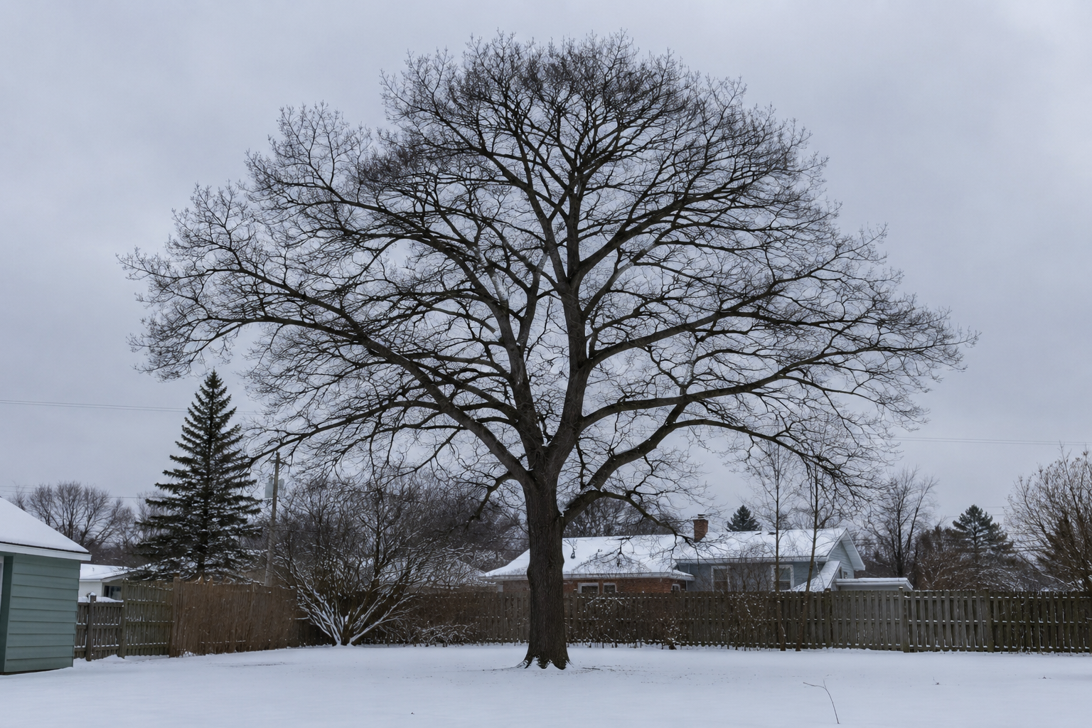 Dormant season pruning in Michigan: bare oak silhouette against a winter sky Dormant season pruning in Michigan: bare oak silhouette against a winter sky