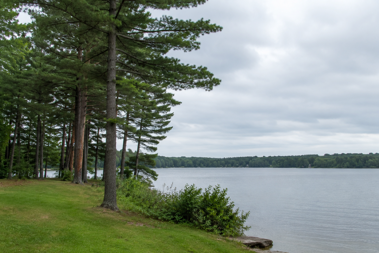 Cadillac tree service country: tall red pines on a grassy lakeshore lot Cadillac tree service country: tall red pines on a grassy lakeshore lot