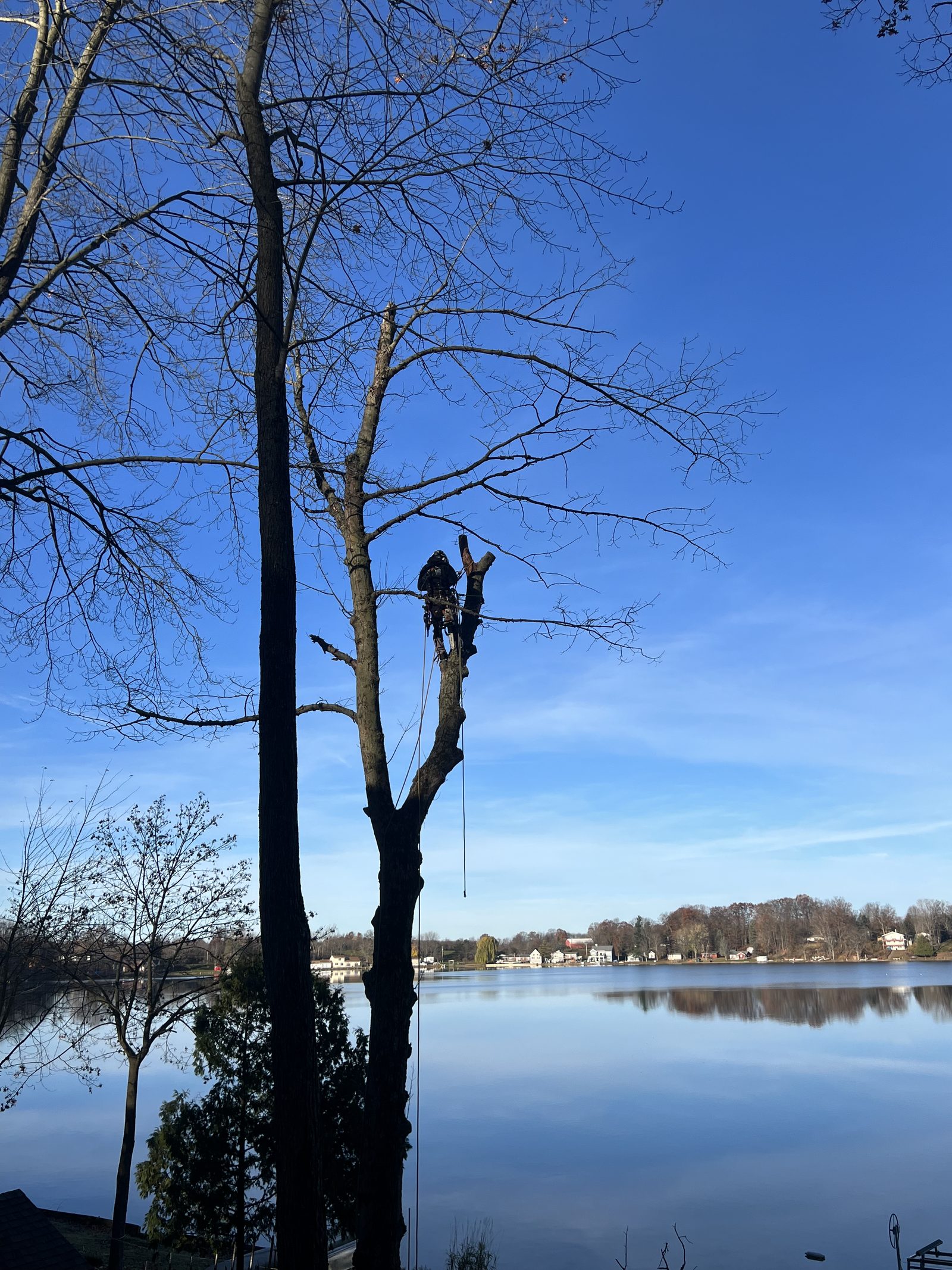 Climber topping out a tall tree above the lake near Big Rapids Climber topping out a tall tree above the lake near Big Rapids