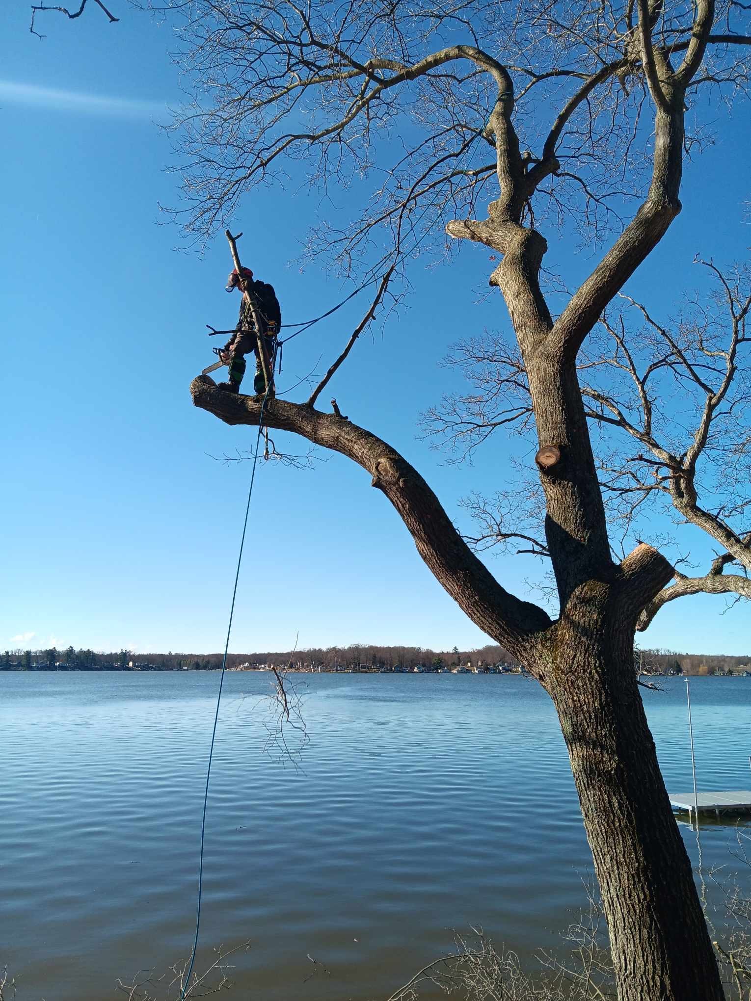 Tree Season Arbor Care climber roped into a tree above the lake in Big Rapids