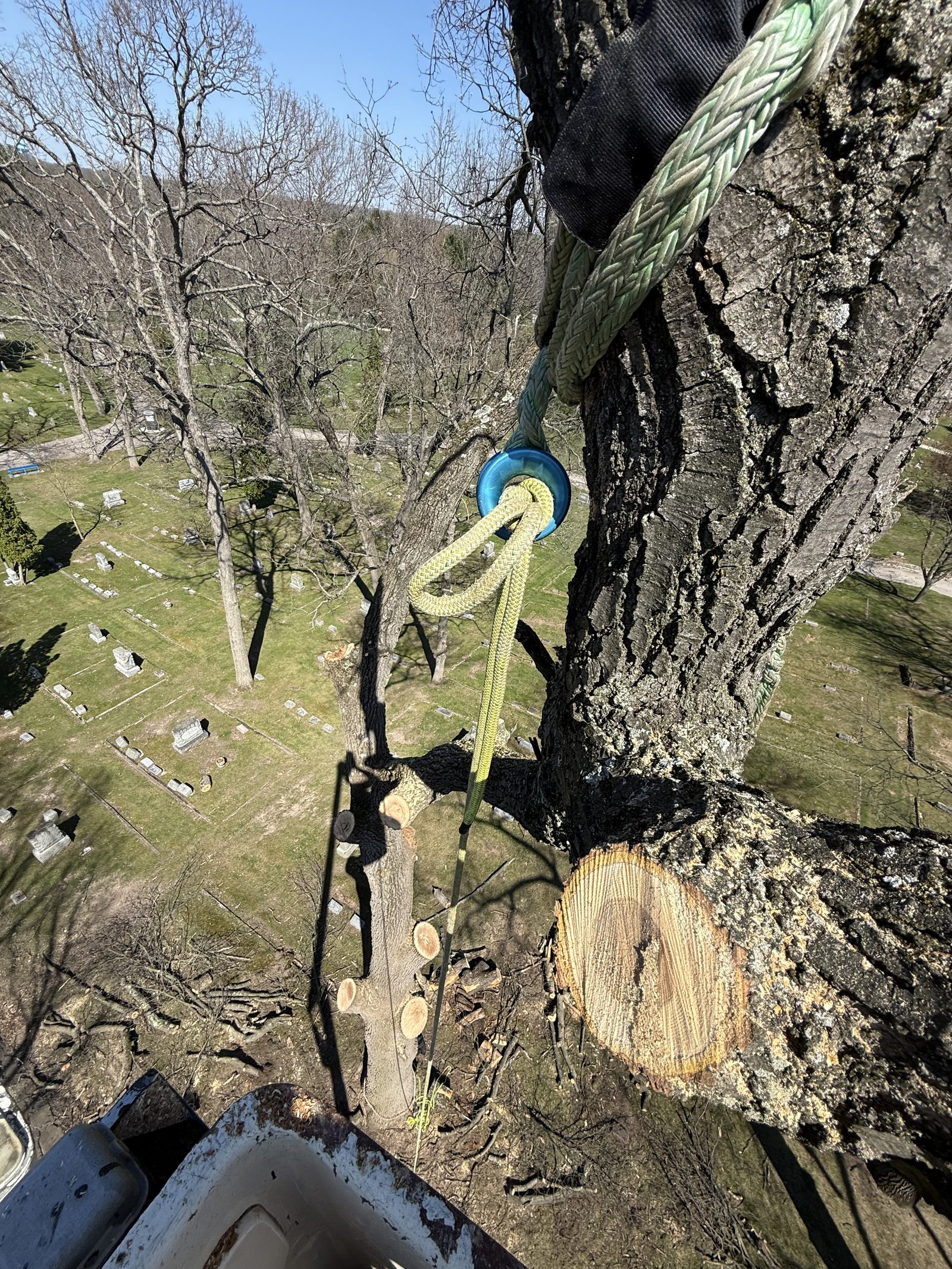 Rigging line set on a large trunk during a tree removal