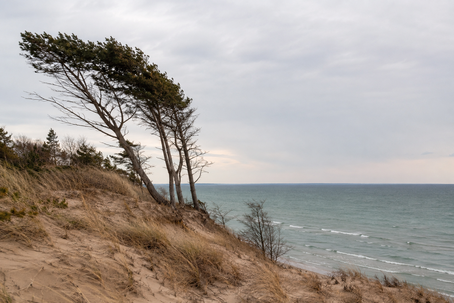 Muskegon lakeshore trees: wind-bent trees on a sandy Lake Michigan bluff